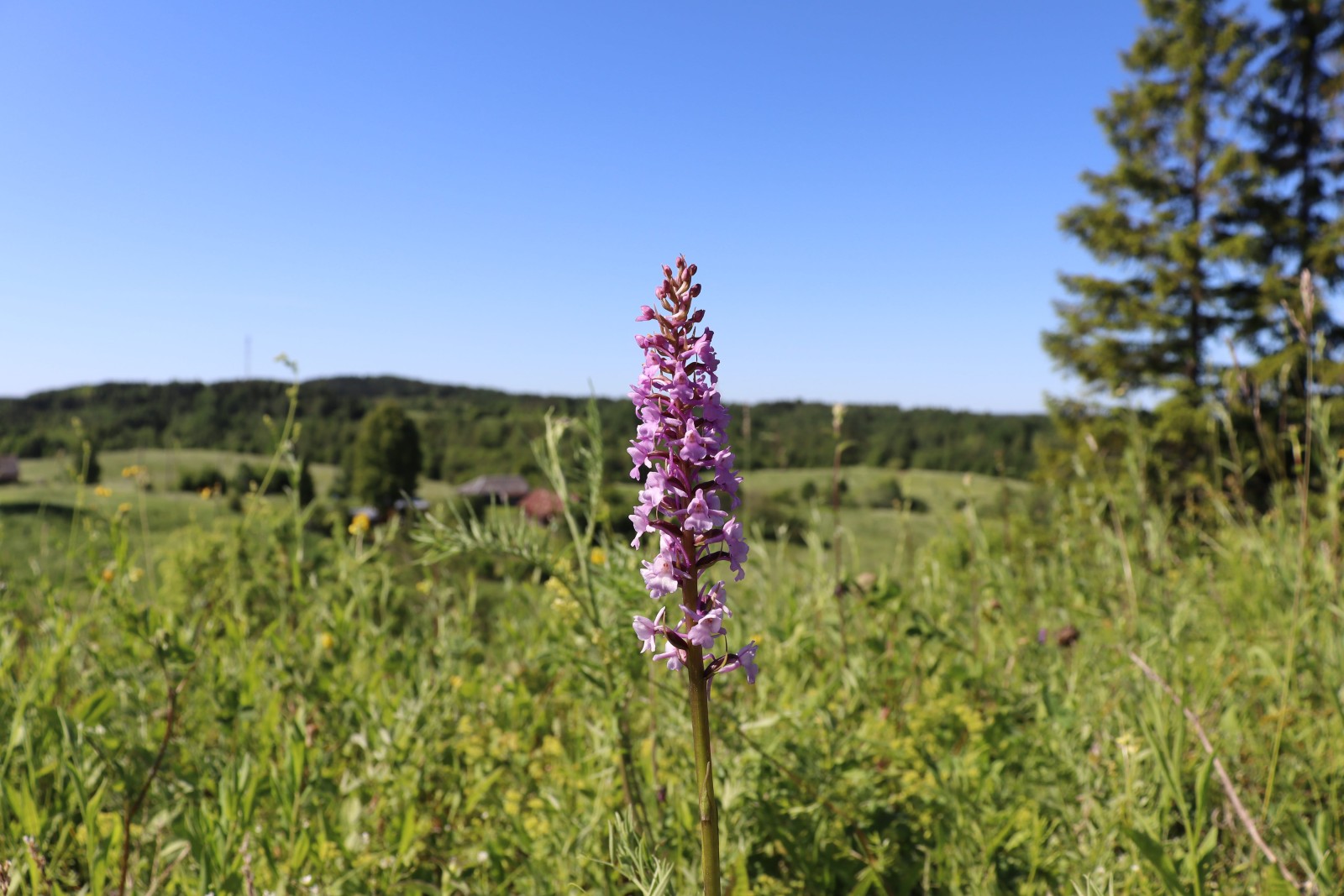 Гора Сандырева