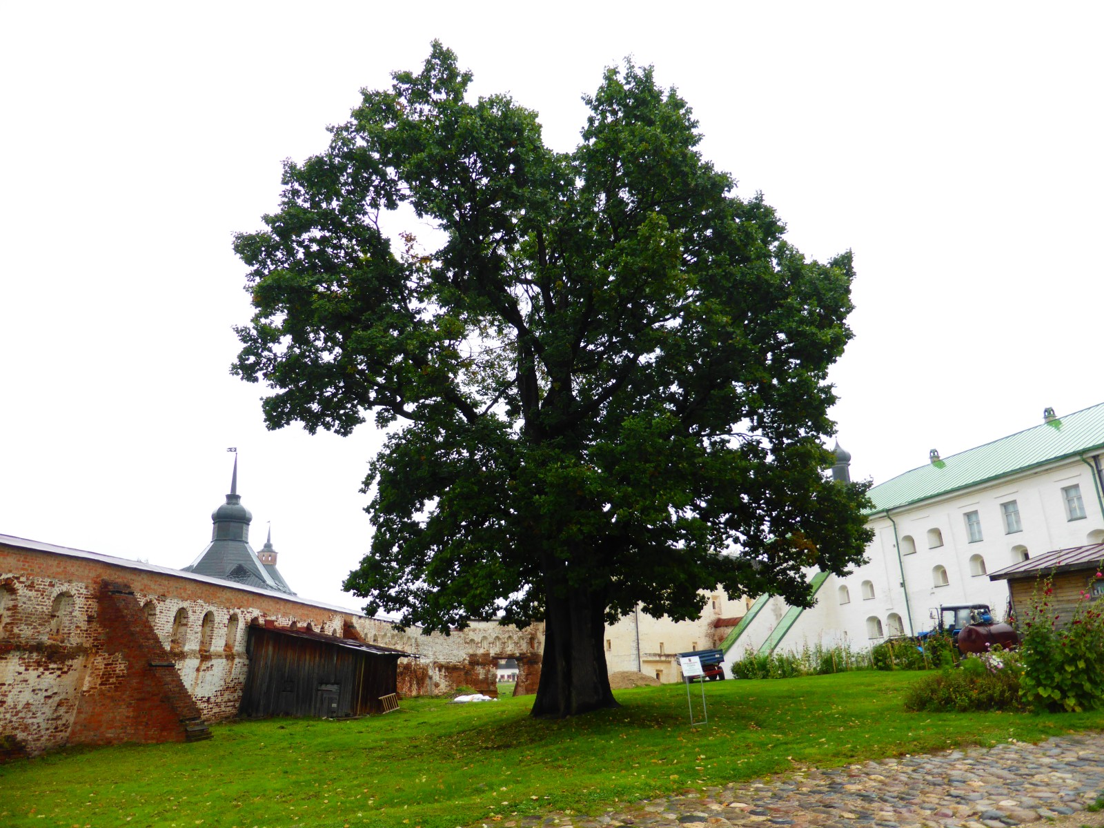 Живой памятник природы